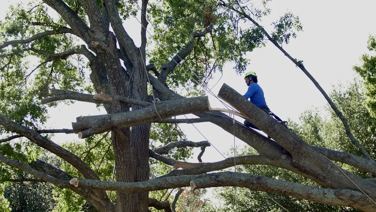 Professional Crown Thinning performed by certified arborists in Scotland